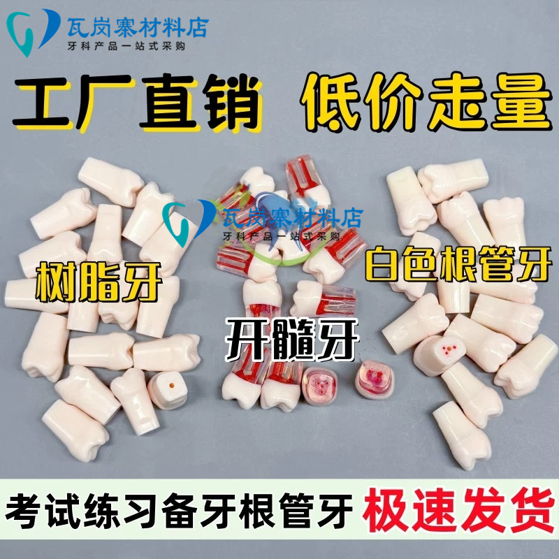 牙科口腔牙医口腔技能考试练习开髓牙粒根管模型离体牙带髓腔制备
