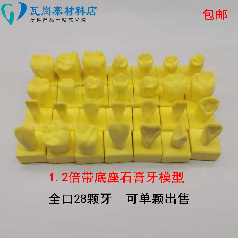牙科口腔学习雕刻牙参照模型  1.2倍石膏牙带底座 全口28颗  包邮