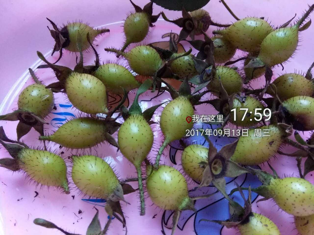 果刺,刺泡果,刺蜜果(第4页)_大山谷图库