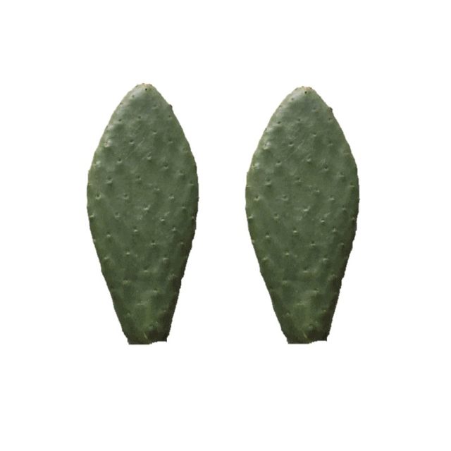 Thick slices of Mexican Mibangta edible cactus beauty cactus potted external application cactus planting orally