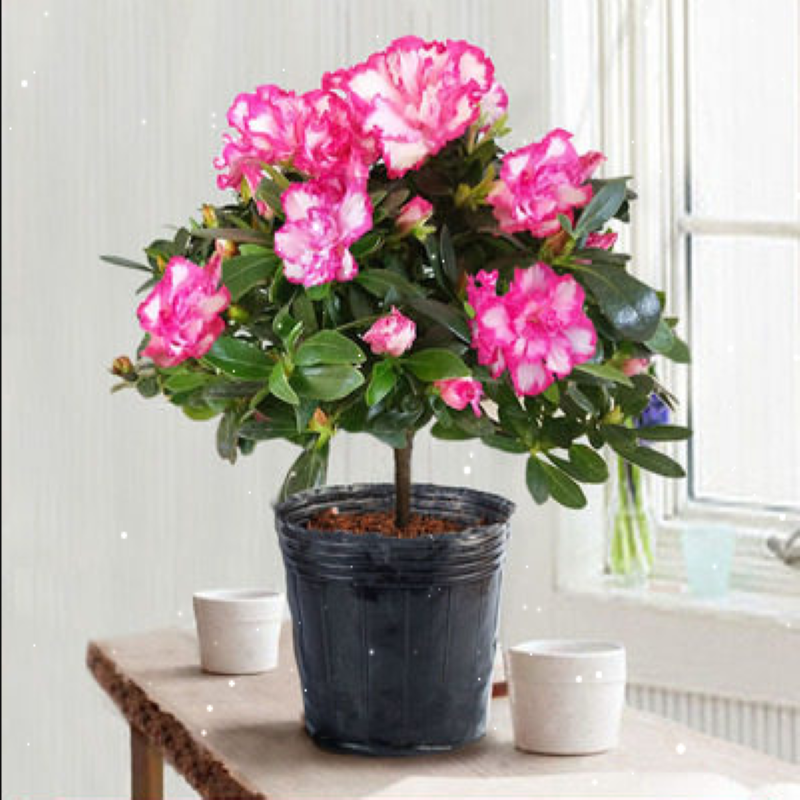 带盆栽好 西洋杜鹃花盆栽 热品库 性价比省钱购