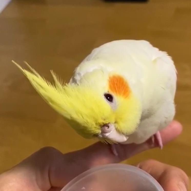 训鸟养鸟俱乐部
