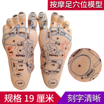 High Clarity Weiye Plantar Reflex Zone Model Reflexology Acupuncture Massage Point Acupuncture Massage Point Acupuncture Point Acupuncture Point and Foot Moduli Foot