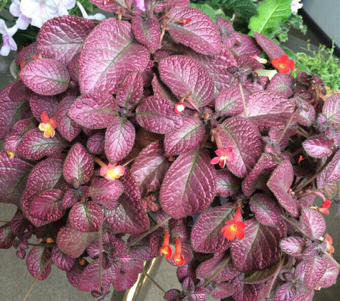 喜蔭花草莓走莖一個熱帶雨林造景常年粉色葉子