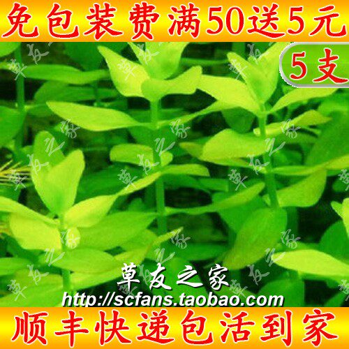 草友之家热带草缸水草活体植物水中叶虎耳草绿虎耳中景后景造景