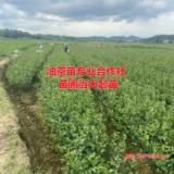 Высоко -элидовая прививка масляного чая саженцы Jiangxi Changl