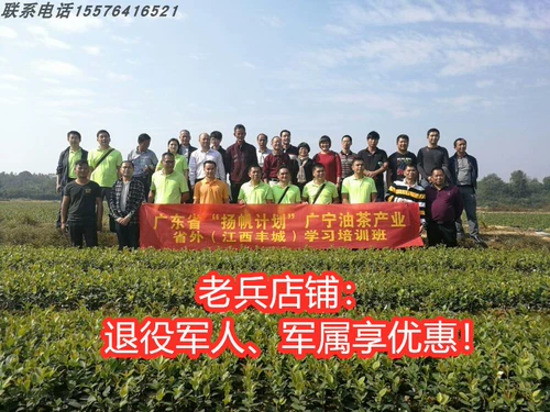 Высоко -элидовая прививка масляного чая саженцы Jiangxi Changl