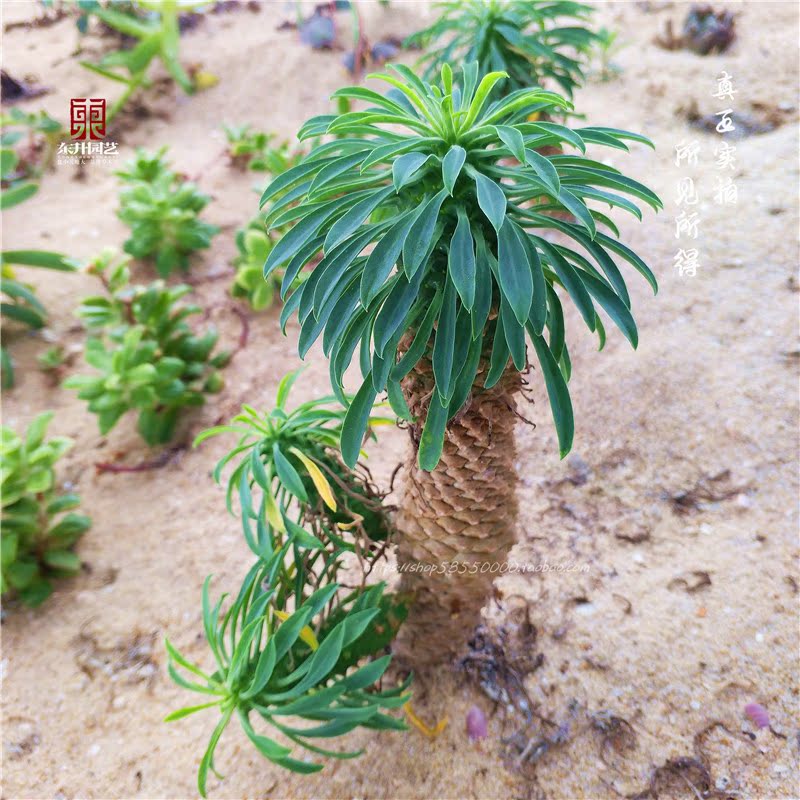 鐵甲麒麟峨眉山多肉植物大戟科塊根東升園藝辦公綠植花卉組合 鐵甲麒麟峨眉山多肉植物大戟科塊根東升園藝辦公綠植花卉組合