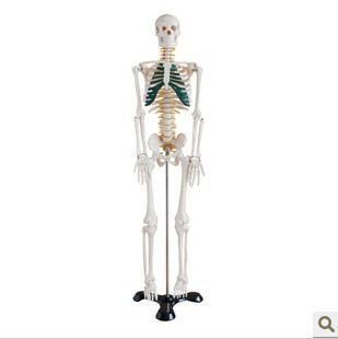 人体骨骼带神经模型85CM （全身带支架）医 学 教学模型