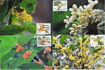 1995-6 Osmanthus Extreme Film 4 Complete Sales Not First Day Hometown of Osmanthus Xianning Huatan Postal Date Stamp