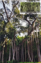 2004-24 Border scenery of the motherland tropical rain forest extreme film single piece Yunnan Yingjiang wind stamp on the first day of sale