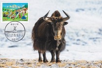 2021-15 The 70th Anniversary of the Peaceful Liberation of Tibet Yak Extreme Film Pinshenshan Station Scenery Stamp