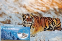 2022-26 Siberian Tiger and Leopard National Park Siberian Tiger Extreme Film Single