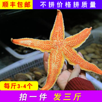 Starfish seafood fresh wild aquatic products full of seeds big five-pointed star Sea five stars cooked and frozen Qingdao flood fresh