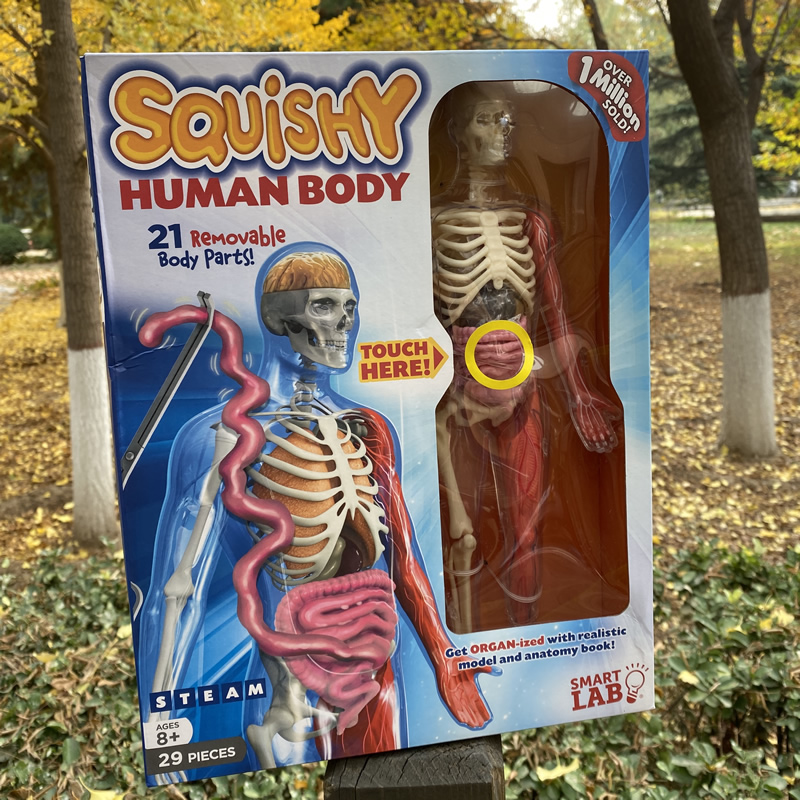 Brand straight hair UK SmartLab Play teaching aids Squishy Human Body models 8 years old-Taobao