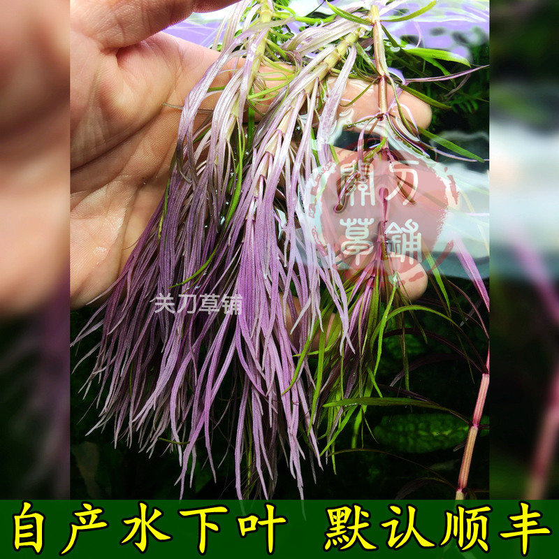 Purple Shutter 1 Branch (Guan Knife Grass Laying) Self-Prolific Aqua Water Grass Fish Tank Made Landscape View Grass Positive Water Leaf