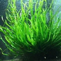 Denmark Bai Iron Crown Underwater Leaf Studio produces more than 10 leaves of aquarium