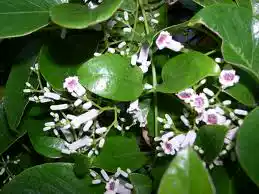 Fresh wild herbs, fresh mountains, wild chicken, rattan, Turtledove, rice, stew, wild vegetables, grass tea