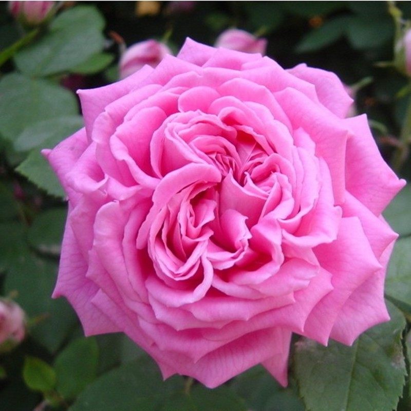 �̴ﻨ��դ������װ��