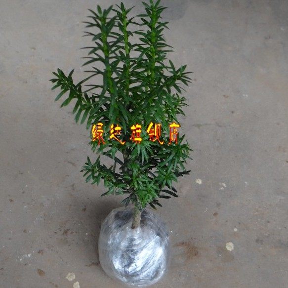 �̴�춹ɼ�辰mdy