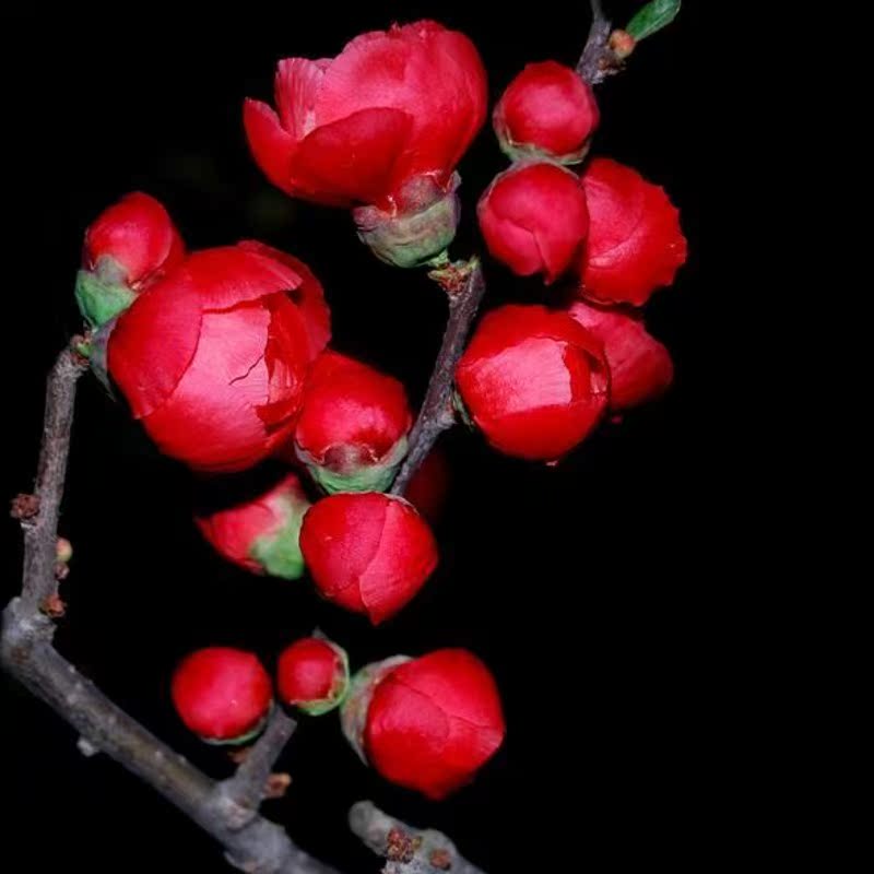 �̴������辰