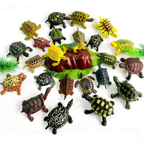 Simulation of marine animal model turtle turtle turtle turtle turtle toy toy kit early teaching tool
