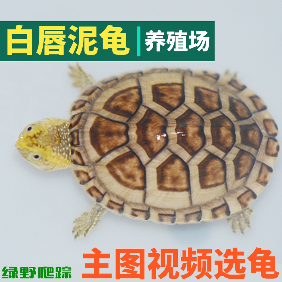 White Lip Clay Turtle Egg Turtle Living Turtle North Southern Pet Turtle tortoise Turtle Deep Water Turtle Spotted
