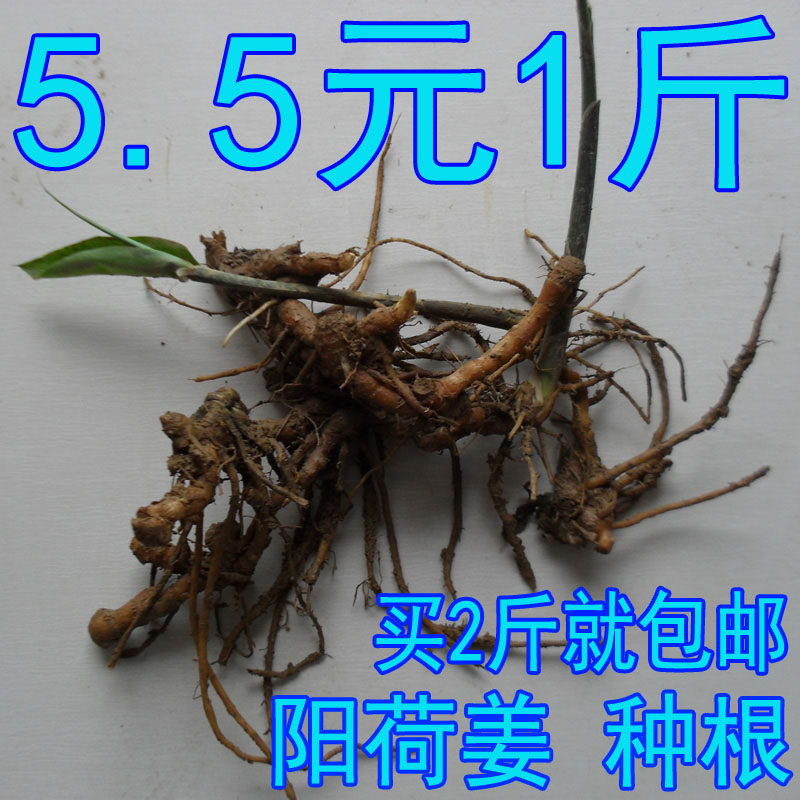Yanghe Jiang Yanghe ginger seed seed root wild Yanghuo Yanghuo ginger fresh seed 500g Minghe