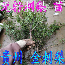 Seedless prickly pear seedlings Golden prickly pear seedlings without seed golden prickly pear seedlings Guizhou specialty fruit trees
