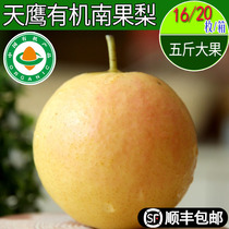Tianying Organic Nanguo Pear Haicheng Datun Nanguo Pear 24 five catties boutique gift box Anshan specialty skin thin juicy