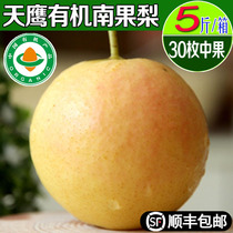 Tianying Organic Nanguo Pear Haicheng Nanguo Pear Anshan specialty of fresh fruit in the season fresh fruit skin thin juicy 5kg box
