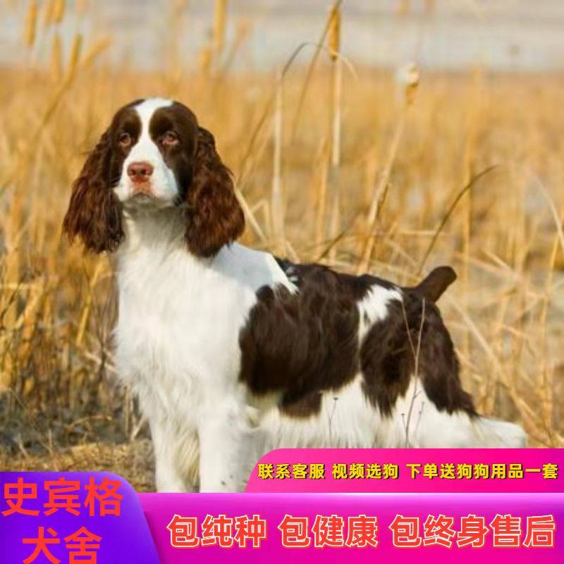 史宾格犬幼犬:选择哪种颜色最合适?🐾-狗狗-淘宝好物网