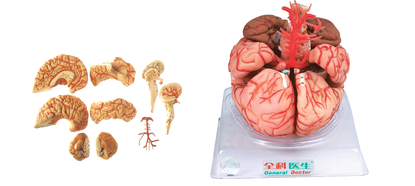 脑动脉模型A18220