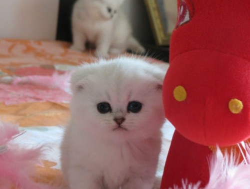 Shanghai Blue Eyes Cfa Cattery British Shorthair Cat Silver Spot