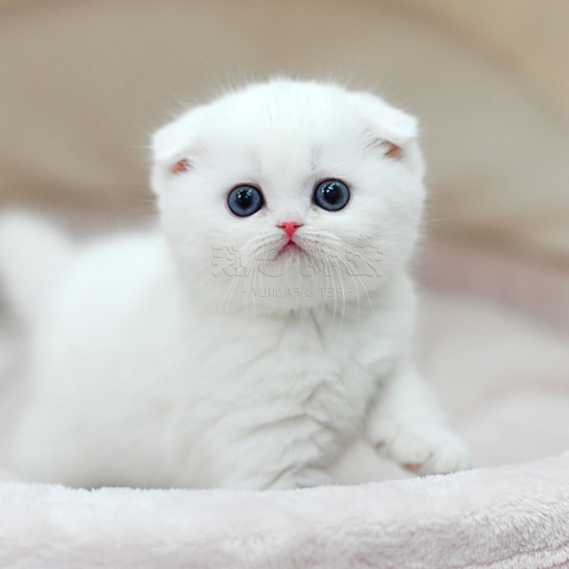 Pet Cat Live Scottish Fold Kitten Young Cat Pure White British Shorthair