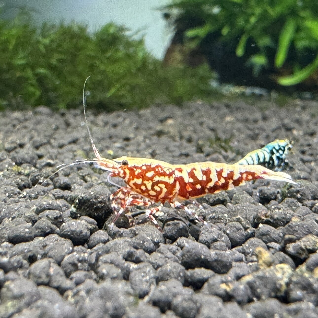 出彩虾坊
