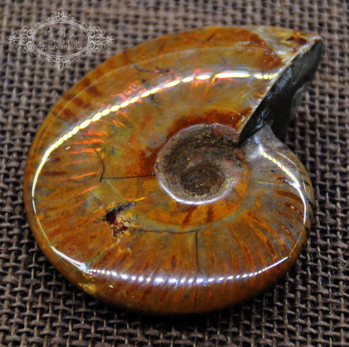 B15#开光极美七彩光斑彩螺化石10厘米原石 李居明推荐旺财转运