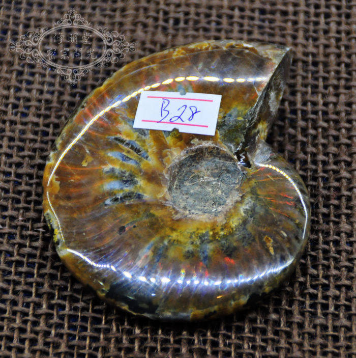 B28# 开光优选七彩光斑彩螺化石8.5厘米原石 李居明推荐旺财转运