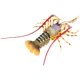 Children's Toy Realistic Sea Animal Crab Australian Lobster Model Plastic Ornament Large King Crab Deep Sea Yellow