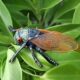 Children's Cognitive Toys, Realistic Wild Animal Model Ornaments, Solid Insect Models, Cicadas, Monkey Cicadas, Golden Cicadas, Early Education Cognitive Toys