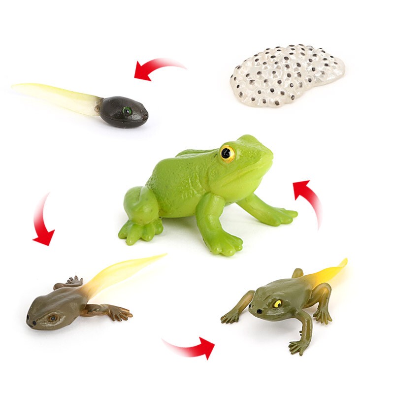 Children's Cognitive Toys, Simulated Animal Models, Frog and Tadpole Growth Ornaments, Growth Cycle, Growth Process Gifts