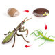 Children's Toys Simulated Animal Models Insects Butterfly Growth Stages Frog Growth Cycle Ladybug Cicada Grasshopper