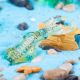 Spotted Squid Children's Realistic Science Education Marine Life Model Octopus Squid Small Animal Toy Ornament