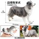 Border Collie Model Toy Car-Mounted Realistic Animal Decoration for Men's Car, Famous Dog Ornament, Wolf Dog Car Decoration