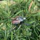 Children's Simulated Insect Animal Model Dragonfly Grasshopper Ladybug Dead Leaf Mantis Leaf Backhopper Flower Turtle Cognitive Ornament