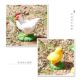 Children's Educational Cognitive Toys, Simulated Farm Animal Models, Hen Growth Cycle, Growth Process, Boy's Gift