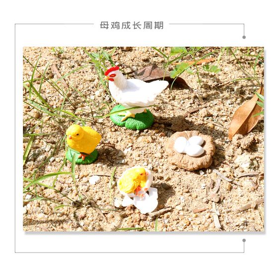 Children's Educational Cognitive Toys, Simulated Farm Animal Models, Hen Growth Cycle, Growth Process, Boy's Gift