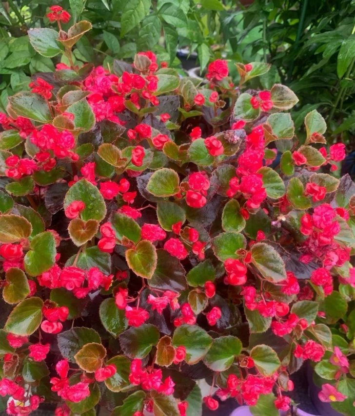 这6种花 花期超长 春夏秋冬四季开不停 鸢尾与木兰的我爱搜罗