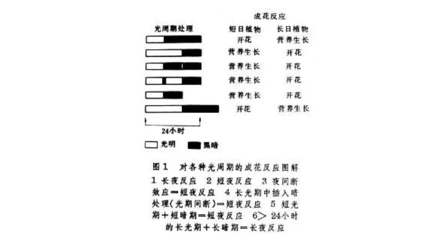 這些植物越曬越不開花 學會控光四季開花 淘寶海外 這些植物越曬越不開花 學會控光四季開花 淘寶海外