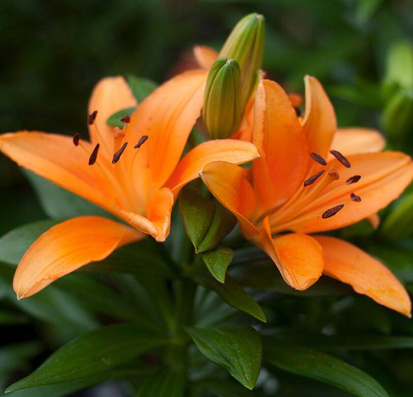 春植球根正当时 每一种都是好养又好看 趣值买